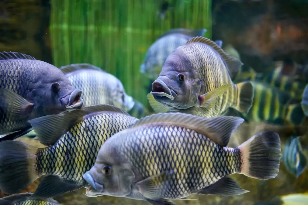 Tilapias en estanque
